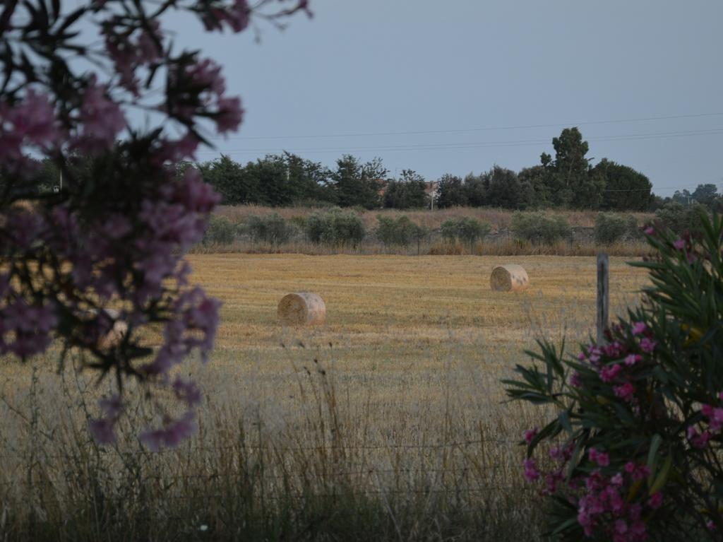 Tenuta Di Pontesodo Монталто ди Кастро Екстериор снимка