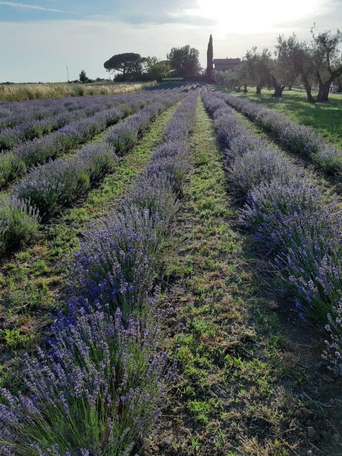 Tenuta Di Pontesodo Монталто ди Кастро Екстериор снимка